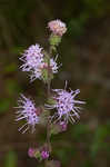 Appalachian blazing star